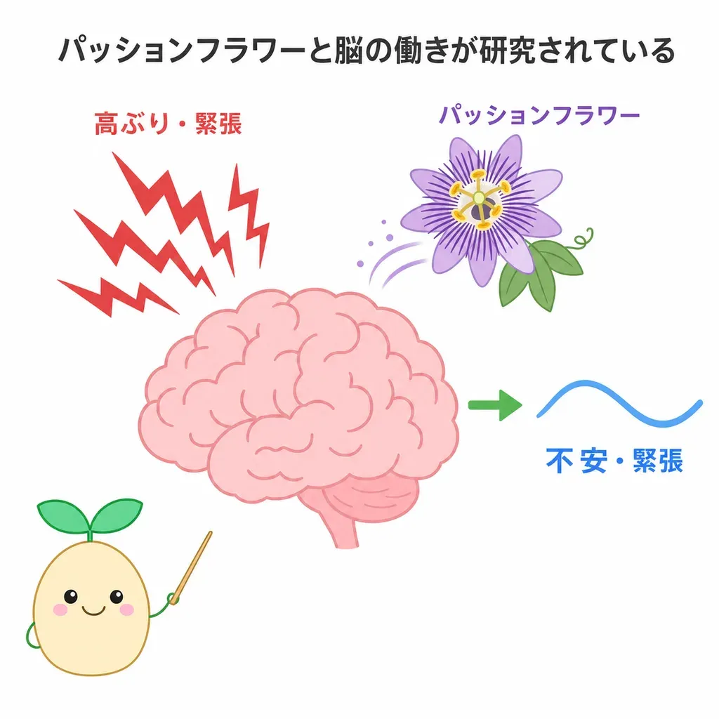 パッションフラワーが脳の高ぶりを鎮める働きが研究され、不安・緊張との関係が調べられている（効果は穏やか）イメージ