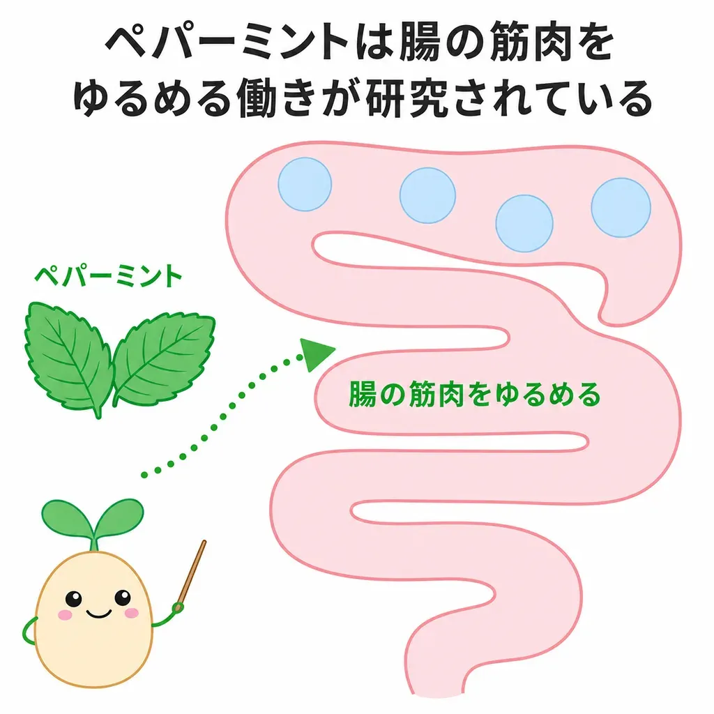 ペパーミント（メントール）が腸の筋肉をゆるめる働きに関わり、過敏性腸症候群のお腹の張りや痛みが和らぐかが研究されていることを示すイメージ