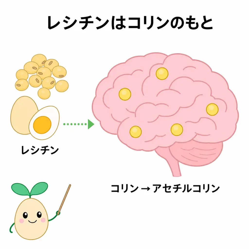 ホスファチジルコリン(レシチン)がコリンを通じてアセチルコリンや脳の細胞の膜に関わると考えられる一方、記憶へのはっきりした効果は確認されていないことを示すイメージ
