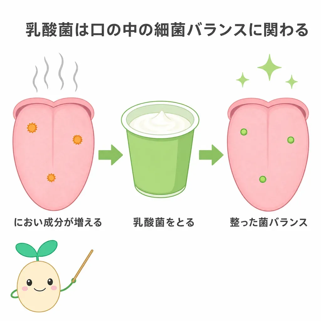 乳酸菌が口の中の細菌バランスを整え、におい成分(VSC)の発生に関わるイメージ