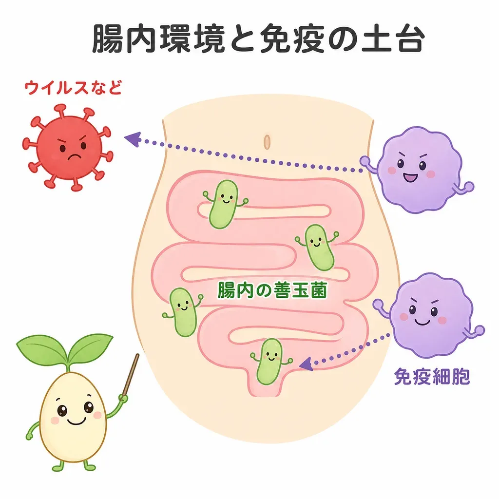 おなかの菌のバランスが免疫の働きの土台に関わるイメージ