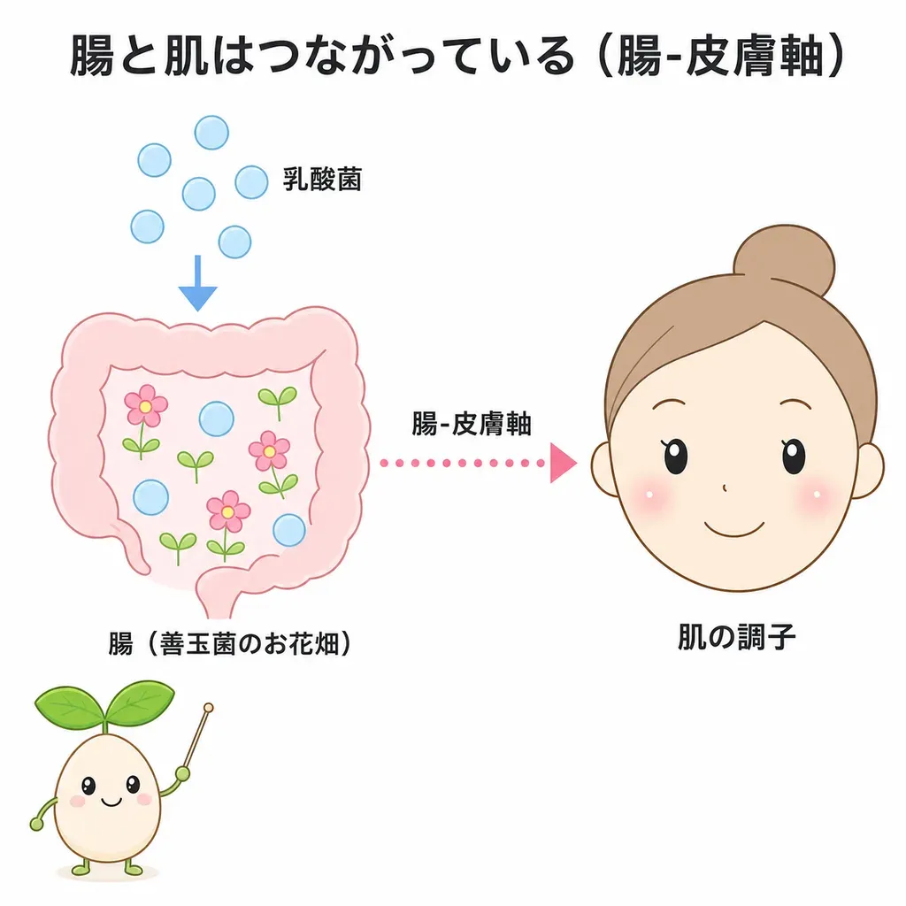 乳酸菌が腸内環境を整え、腸と肌のつながり（腸-皮膚軸）からニキビの調子を支える観点で研究されていることを示すイメージ