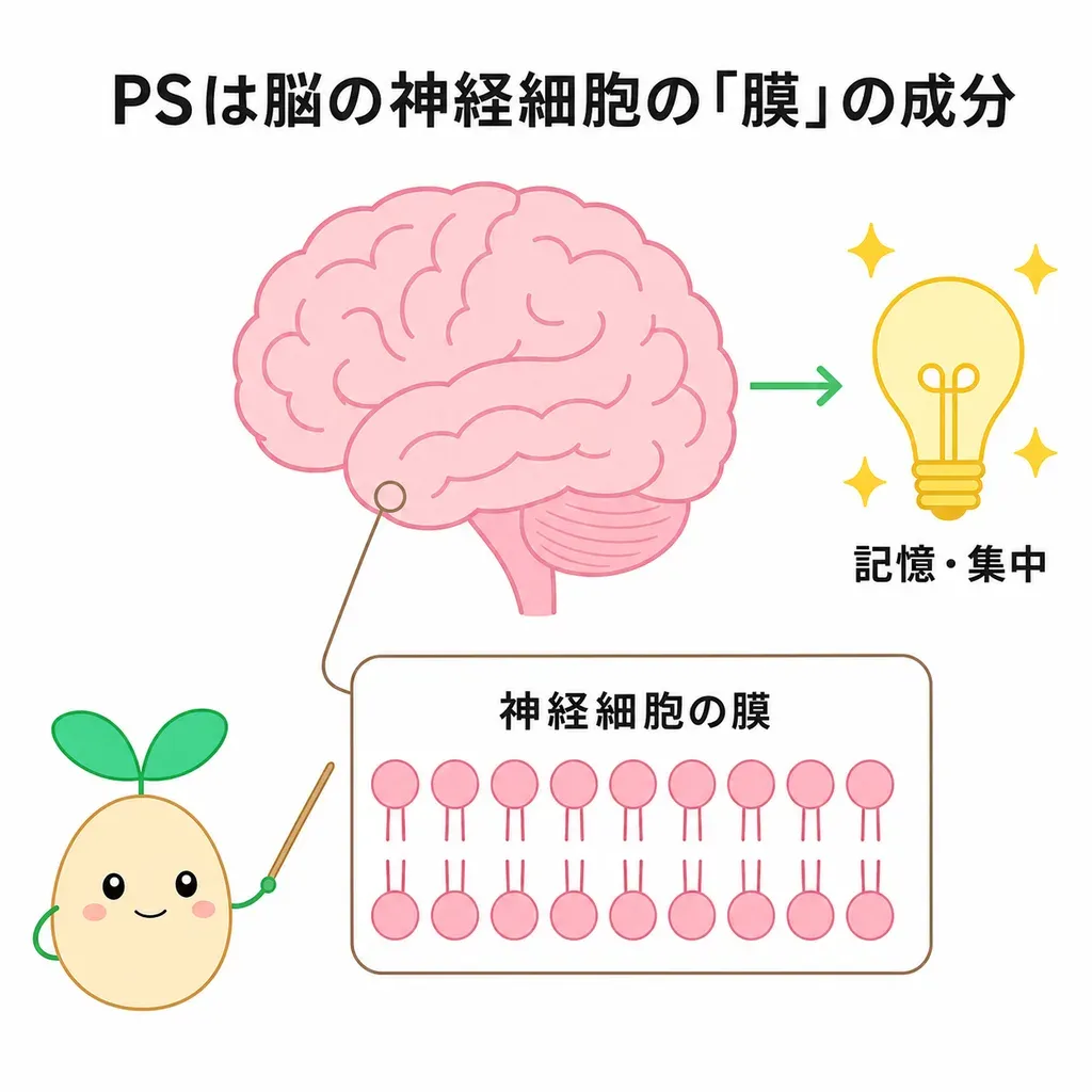 ホスファチジルセリンが脳の神経細胞の膜の成分として神経の働きを支えるとされる(効果は控えめ)イメージ