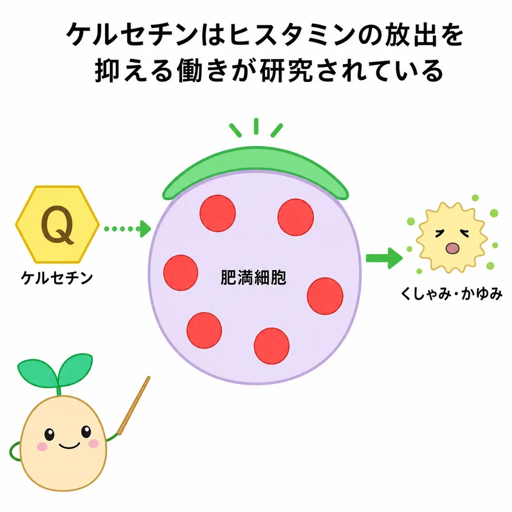 ケルセチンが、くしゃみ・かゆみのもとになるヒスタミンが出るのをおさえる働きが研究されているイメージ（人での効果ははっきりしない面も）