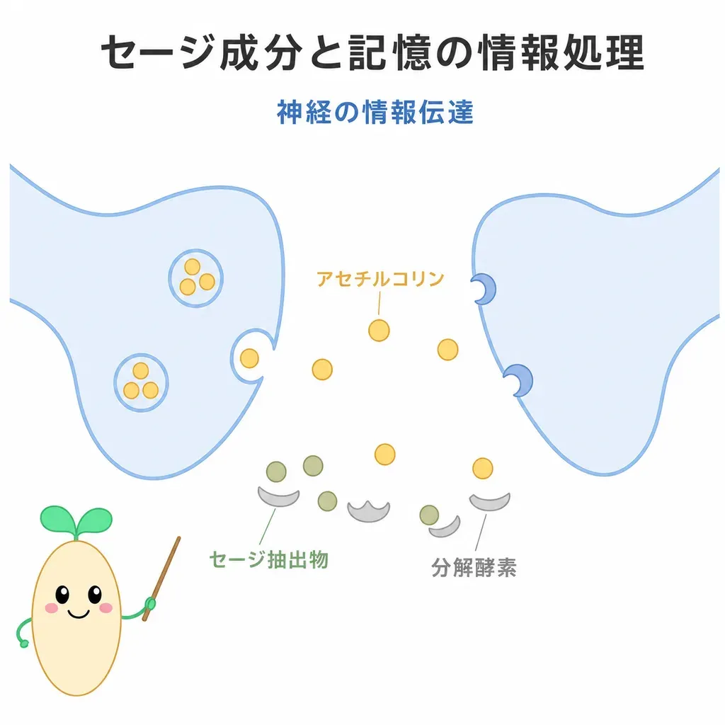 セージ成分と、アセチルコリンを使った神経の情報伝達が研究されている仕組みを示す図