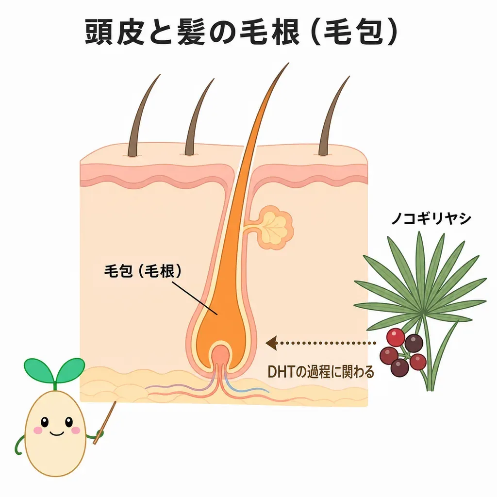 ノコギリヤシの成分が、髪のサイクルに関わるDHTを作る過程に働くイメージ