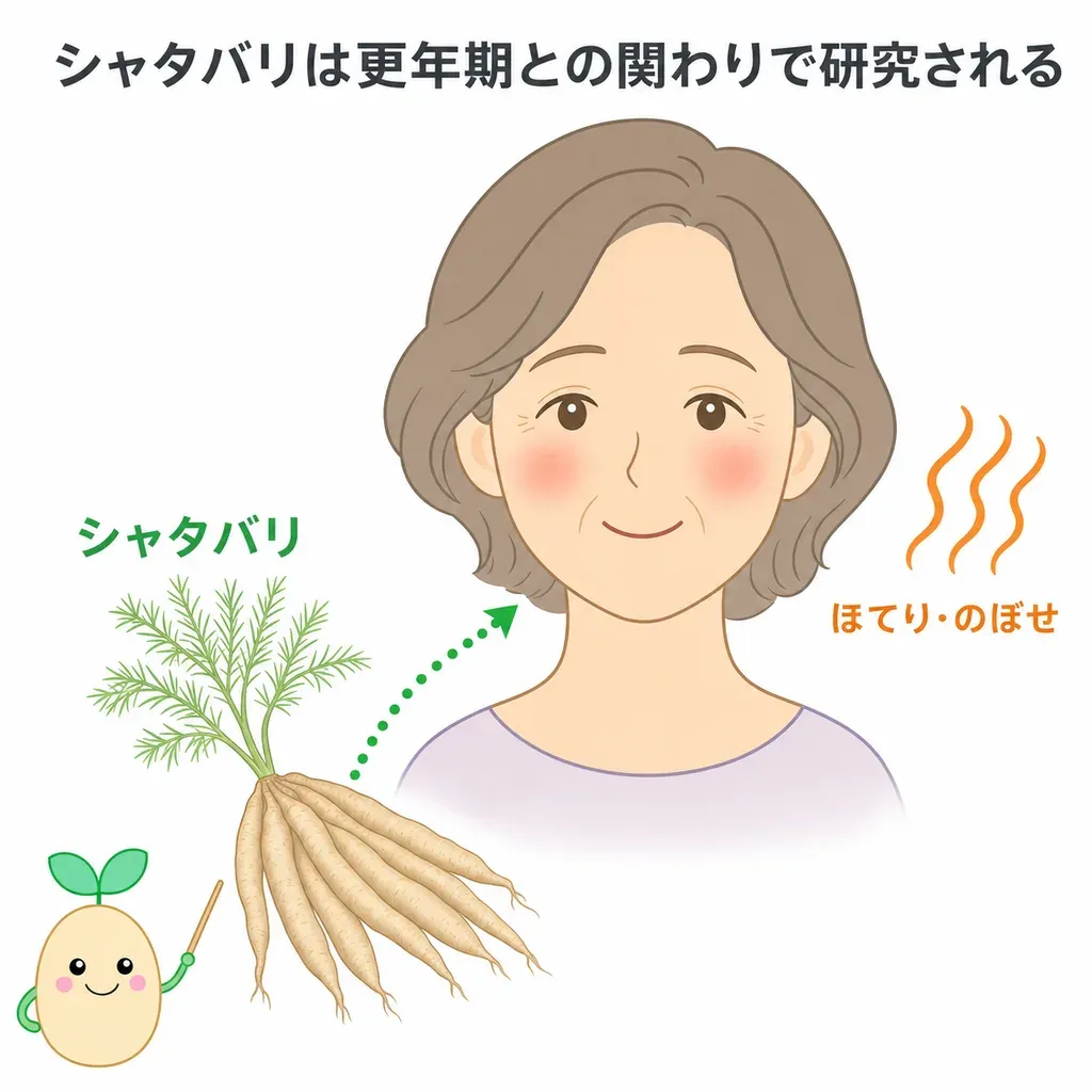 シャタバリ(アスパラガスの仲間の根)が更年期の症状について研究され、最近のランダム化比較試験で和らぐとの報告がある一方、新しい研究が中心であることを示すイメージ