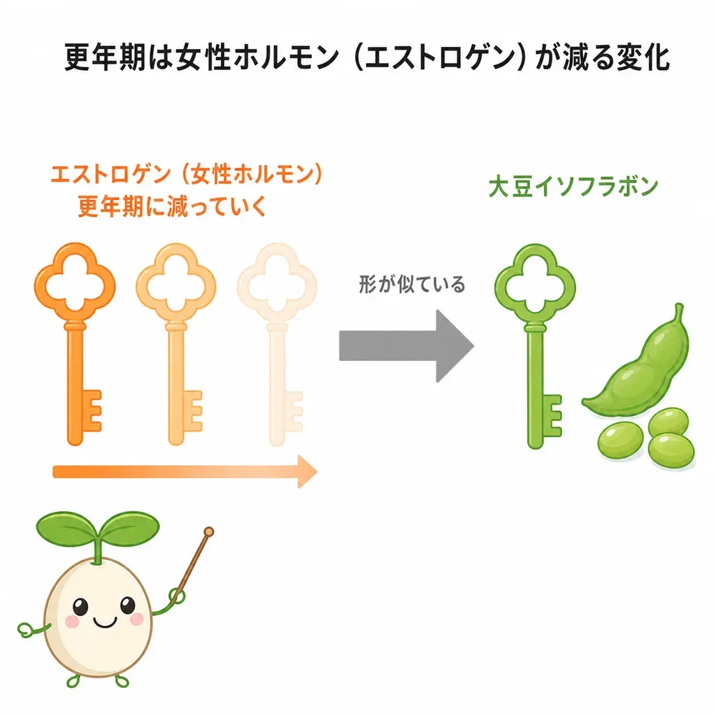 大豆イソフラボンが、減っていくエストロゲンに似たかたちで、ゆらぎにそっと関わるイメージ