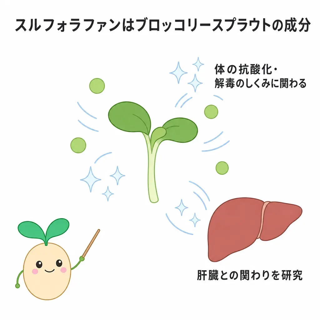 スルフォラファンが体の中でどんなはたらきに関わるかをやさしく示した図