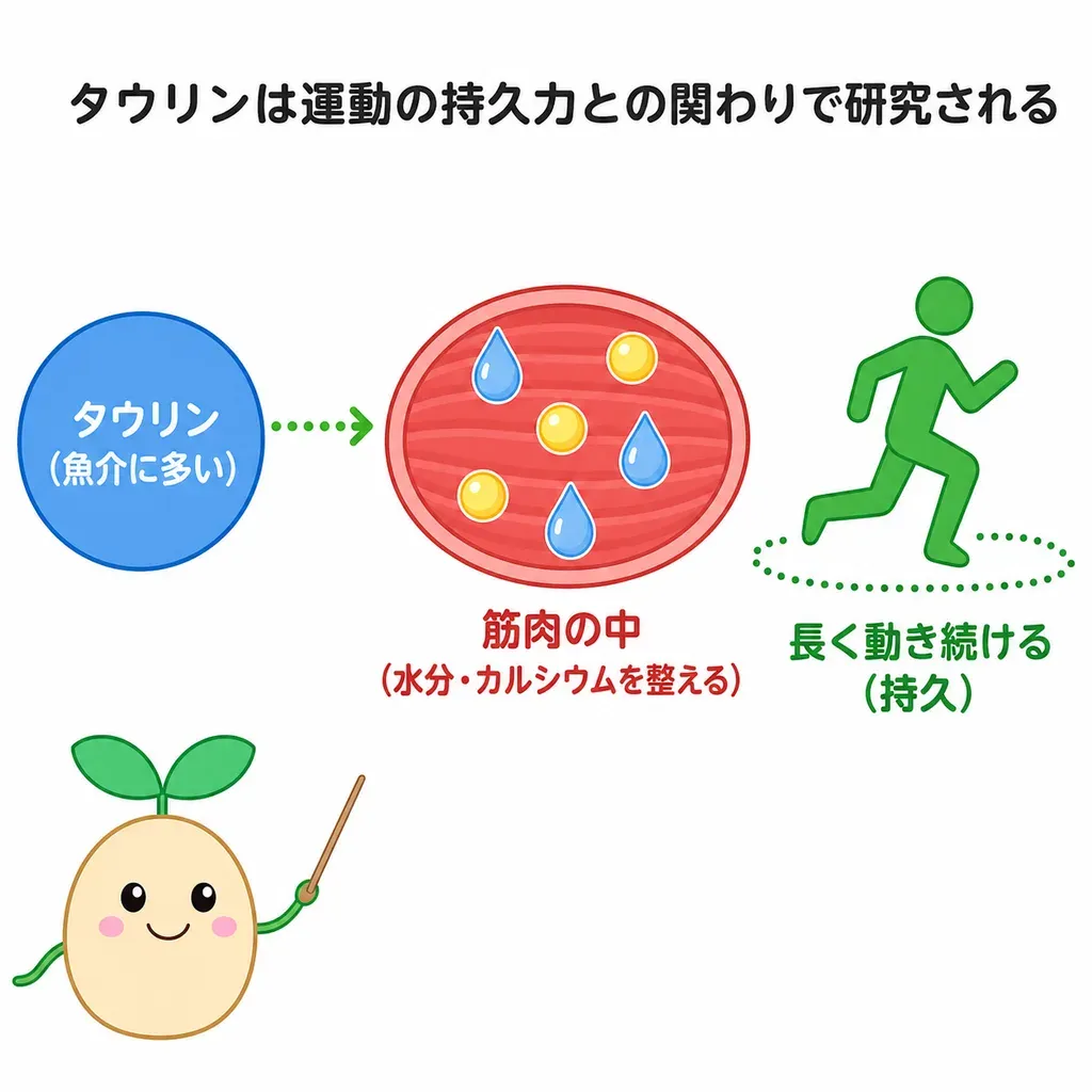 タウリンが筋肉に多くあり、細胞の水分やカルシウムのやりとり、酸化のストレスを和らげることに関わること、運動の持久力との関係で研究され、小さな改善の報告がある一方、その効果は小さめであることを示すイメージ