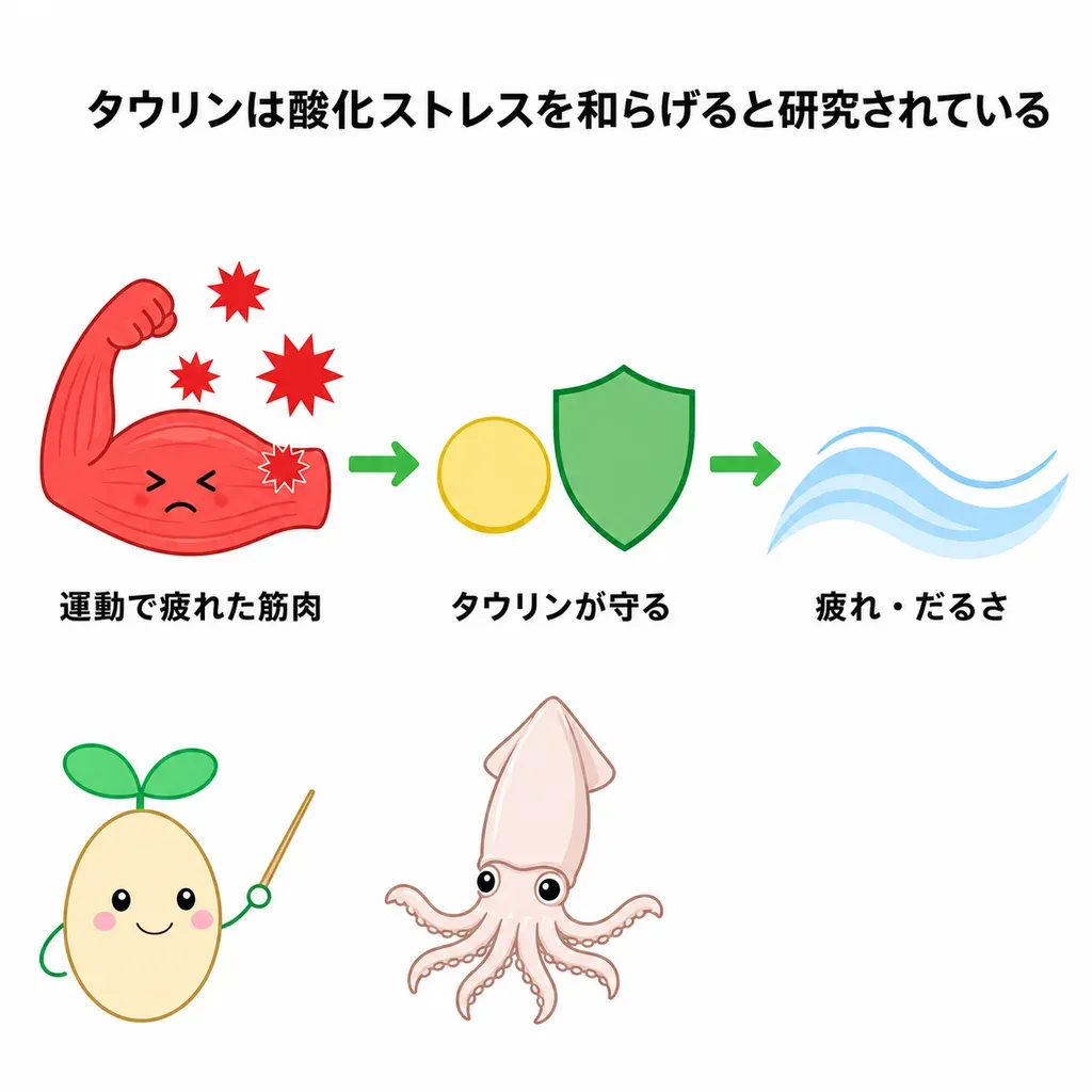 タウリンが酸化ストレスを和らげ、エネルギー代謝を支えることで、運動の疲れの軽減が研究されているイメージ