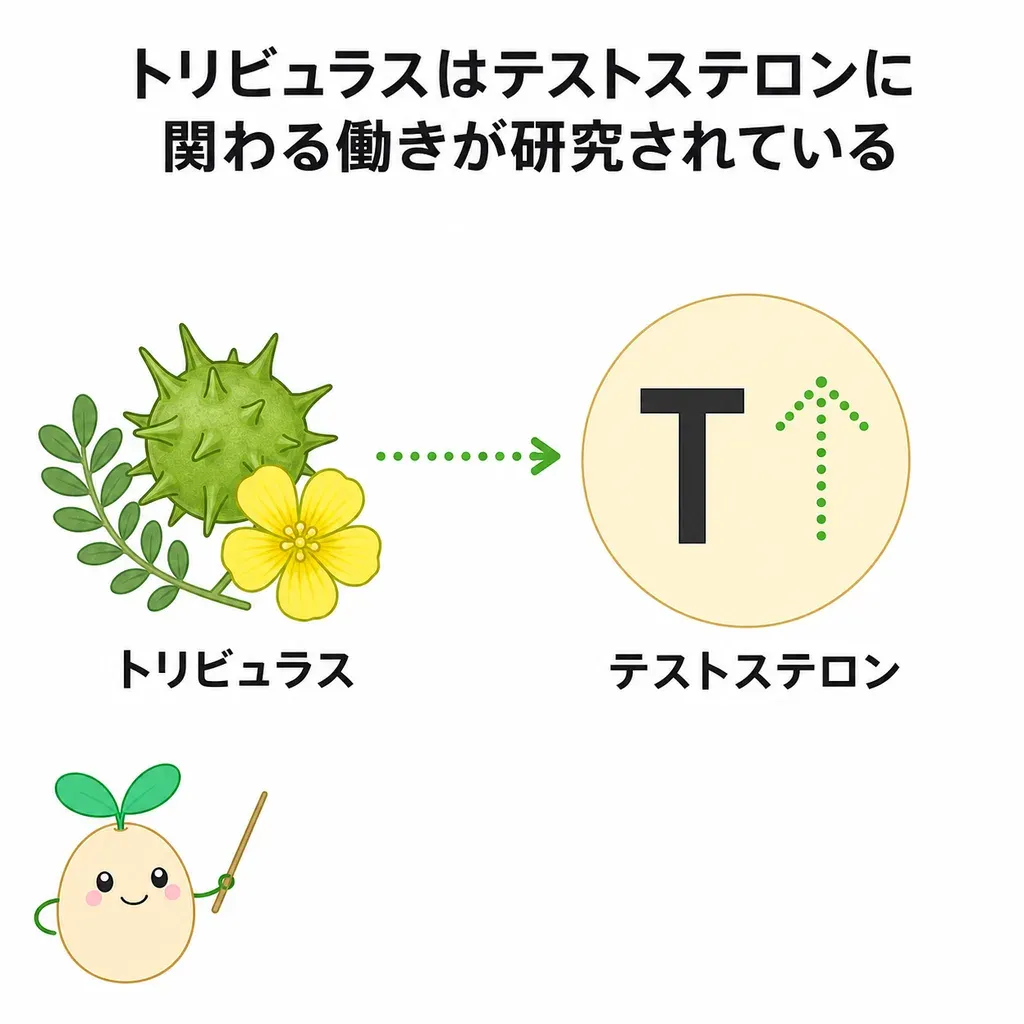 トリビュラス（ハマビシ）が『テストステロンを上げる』と宣伝される一方、研究を集めて調べてもテストステロンや性機能がはっきり高まる裏づけは乏しく、活力の土台は睡眠・運動・食事であることを示すイメージ