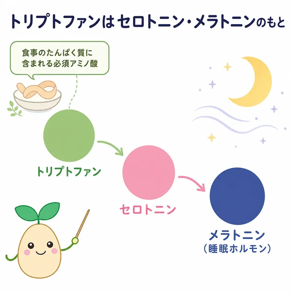 L-トリプトファンが体の中でどんなはたらきに関わるかをやさしく示した図