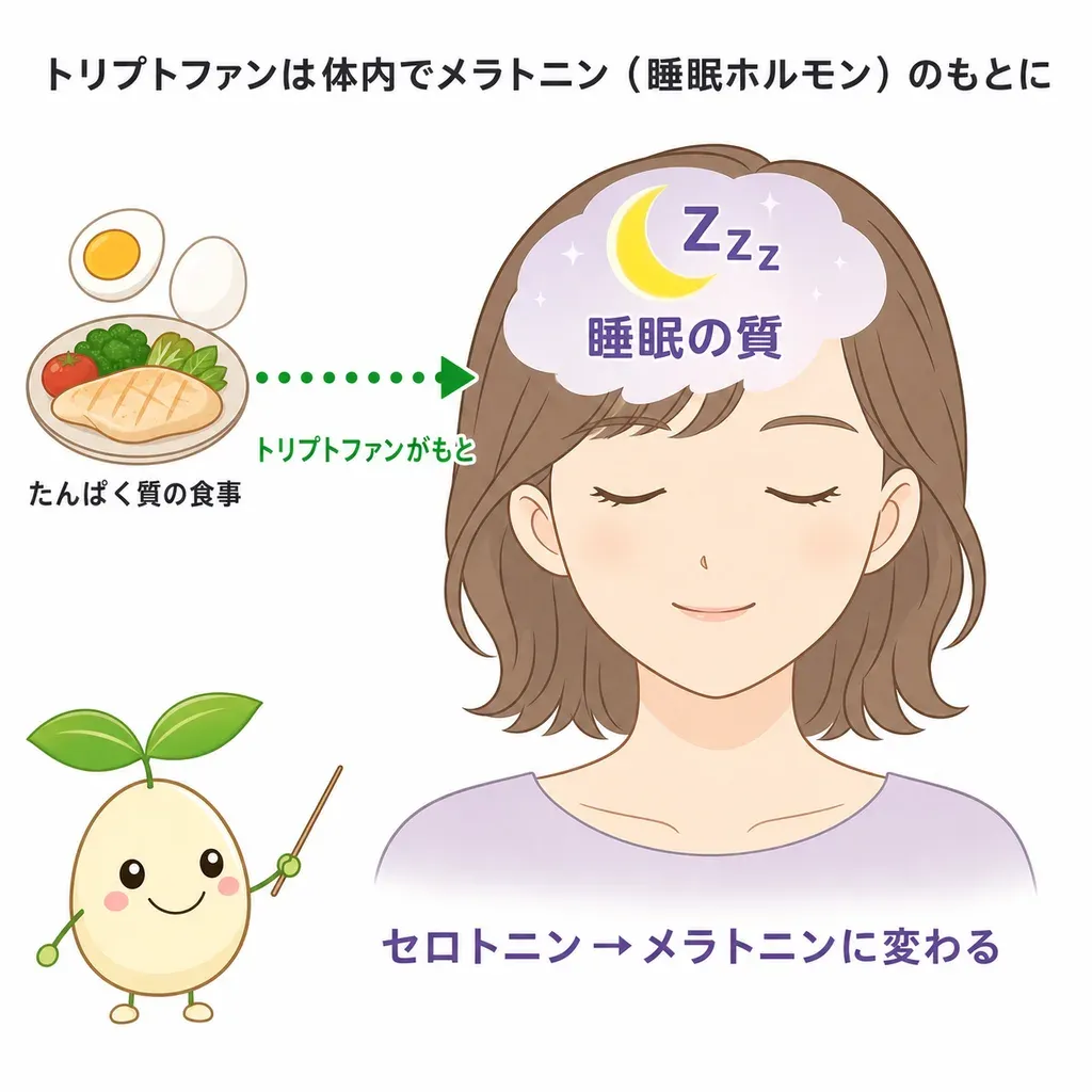 L-トリプトファンが体内でセロトニンになり、夜には睡眠ホルモン（メラトニン）に変わって眠りの準備に関わるイメージ