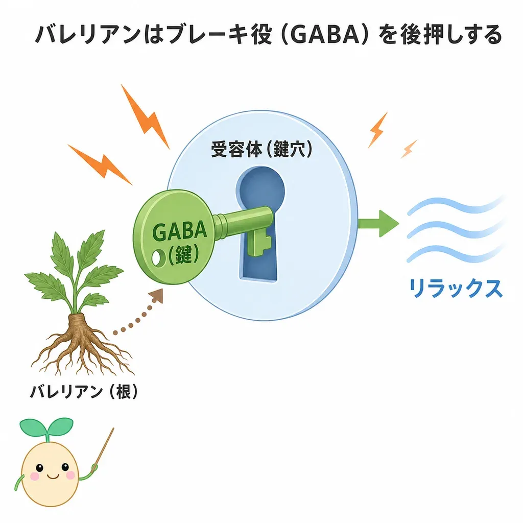 バレリアンがGABAの働きを後押しし、高ぶった神経を鎮めて緊張を和らげるイメージ