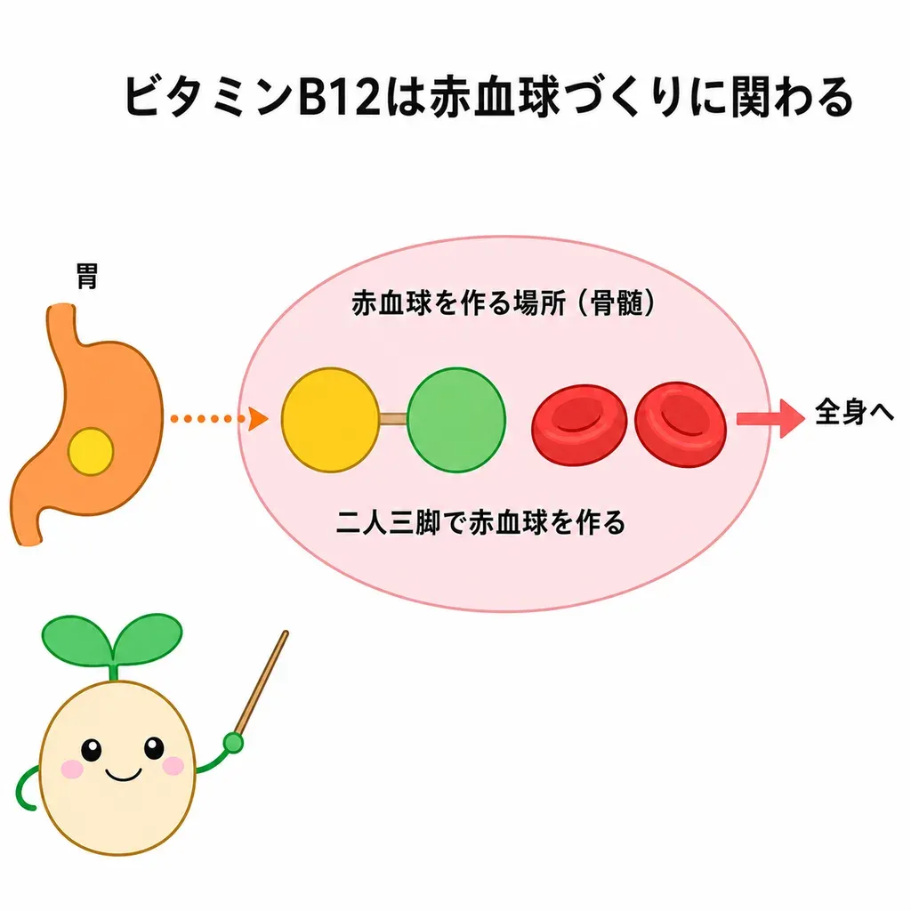 骨髄でビタミンB12が葉酸と組んで赤血球を作り、その吸収を胃から出る内因子が助けるイメージ