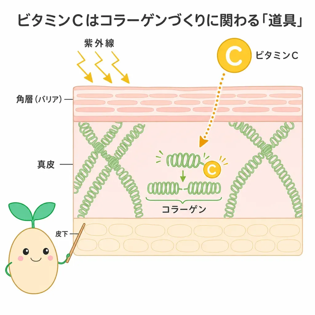 ビタミンCが肌の表面のバリアづくりや、コラーゲンづくり・酸化ダメージからの守りに関わるイメージ