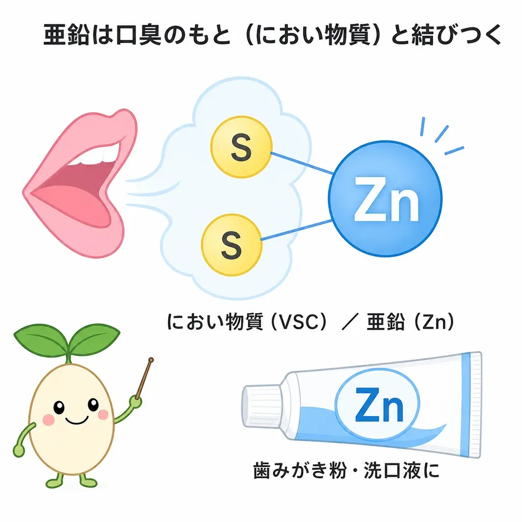 口臭の多くが口内の細菌の作るにおい物質(揮発性硫黄化合物=VSC)に由来すること、亜鉛がそのにおい物質と結びついてにおいを抑えるように働き、歯みがき粉や洗口液に使われる一方、口臭ケアの基本は歯みがき・受診であることを示すイメージ