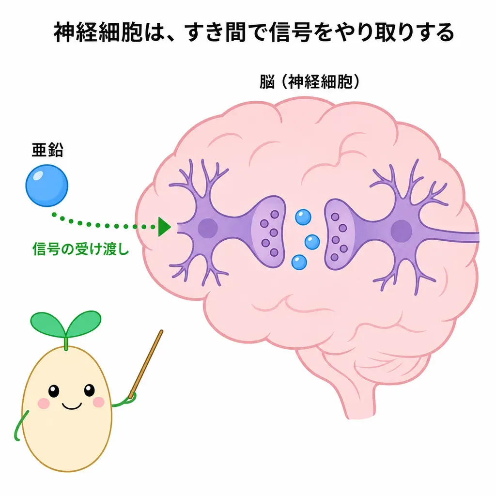 亜鉛が脳の神経の働きや体の炎症・酸化のストレスに関わること、亜鉛が低い人で気分の落ち込みの点数が高い傾向を示した研究がある一方、足りている人がとって気分が上がる裏づけは限定的で、つらいときは医療機関への相談が大切なことを示すイメージ